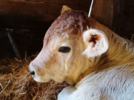 Nachwuchs im Stall