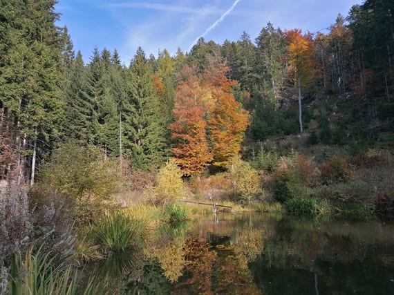 Unser Waldsee im Herbst