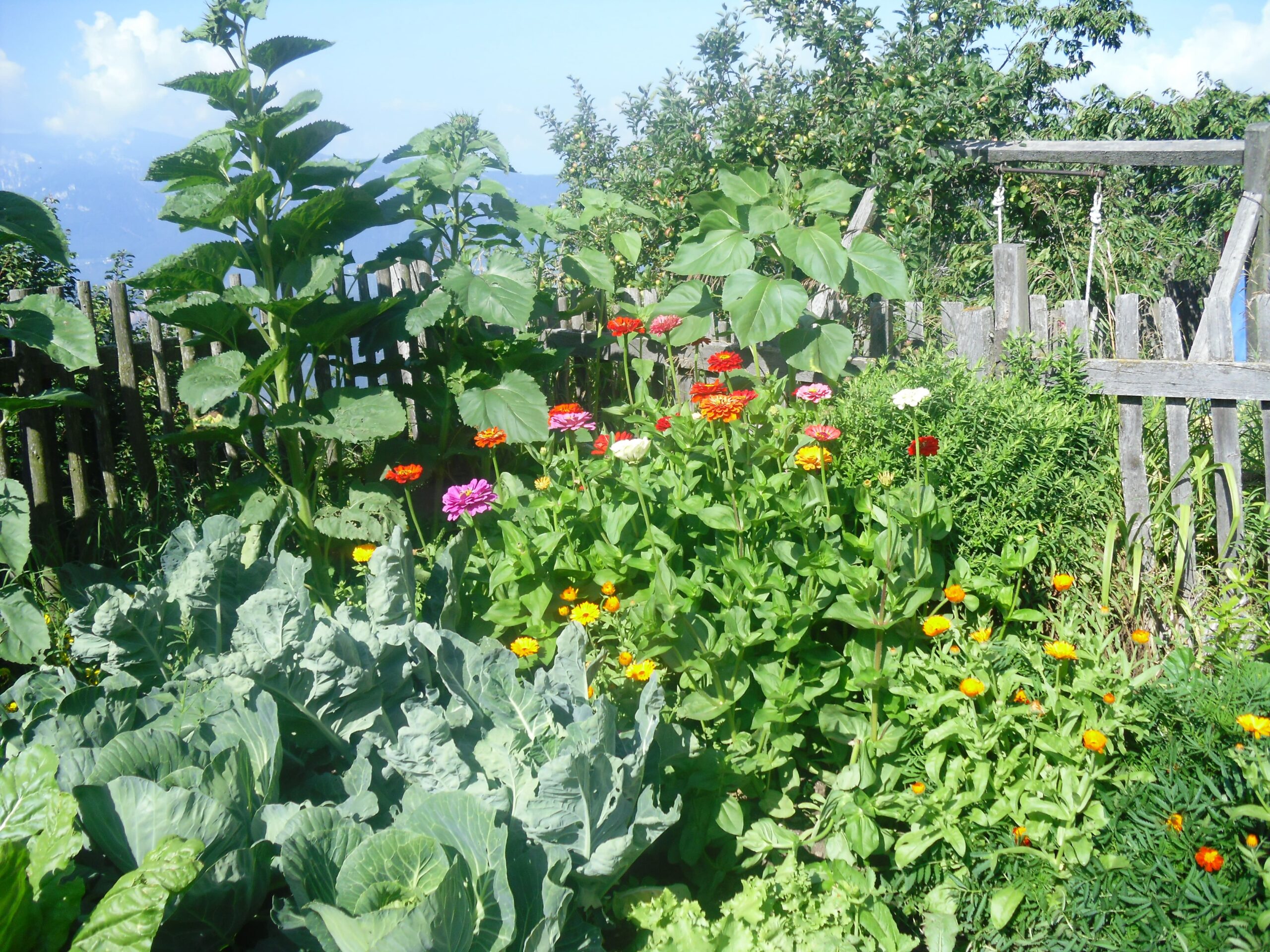 Unser Bauerngarten